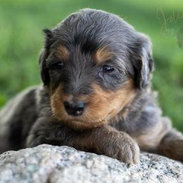 Josie Pye - Blue merle female Bernedoodle puppy in Eureka, Illinois from Joley Aire Family Dogs