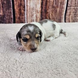 Airk - Dapple male Dachshund puppy in Malad City, Idaho from Mountain Sage Dachshunds