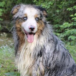 Tripp - Miniature Australian Shepherd