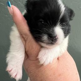 Loralei - Black parti female Pomeranian puppy in Arizona from Ma Petite Amore Pomeranians