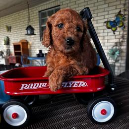 Yellow Collar Male - Chocolate male Goldendoodle puppy in Eunice, Louisiana from Maison De Pawz