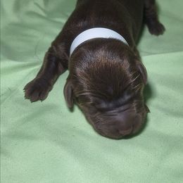 Steady - Chocolate female Labrador Retriever puppy in Waco, Texas from Ancient Dogges Performance Dogs