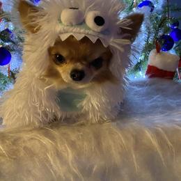 Chihuahua Puppies from Strawberry River Kennel