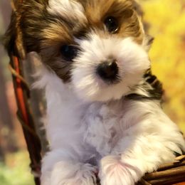 Biewer Terrier and Yorkshire Terrier Puppies from Wisteria Yorkies