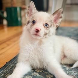 Moose - Merle male Pomsky puppy in Greenville, South Carolina from Thicketty Mountain Pomskies