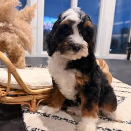 Fettuccini - Black tri-color female Aussiedoodle puppy in North Royalton, Ohio from Johnson's Doodles