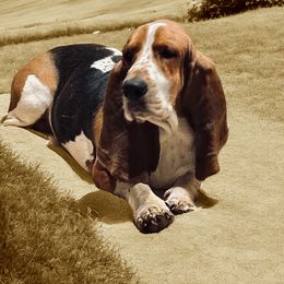 Lewis - Basset Hound