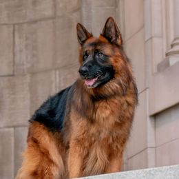 Kodiak - German Shepherd