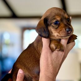 Magnolia - Sable female Dachshund puppy in Queen Creek, Arizona from Jolly Rogers Dachshunds
