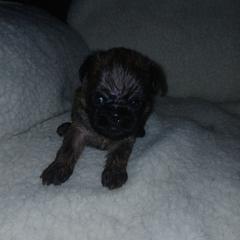 Brussels Griffon Puppies from Carol's Brussels Griffon
