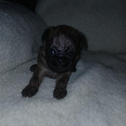 Brussels Griffon Puppies from Carol's Brussels Griffon