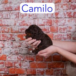 Camilo - Chocolate male Assorted Doodle Crosses puppy in Calhoun, Georgia from Happy Top Doodles