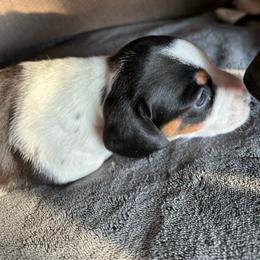 Felix - Piebald male Dachshund puppy in Great Falls, Montana from Dawn's designerDachshunds