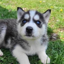 Zoe - Black and white female Siberian Husky puppy in Hebron, Kentucky from Glacier Run Huskies