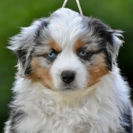 Australian Shepherd and Miniature American Shepherd Puppies from Bright Heart Aussies & Miniature American Shepherds