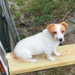 Bree - White and tan female Russell Terrier puppy in London, Kentucky from Norvell Kennels