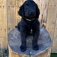 Licorice (black) - Black male Flat-Coated Retriever puppy in Park Rapids, Minnesota from Catori