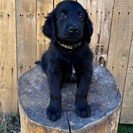 Licorice (black) - Black male Flat-Coated Retriever puppy in Park Rapids, Minnesota from Catori