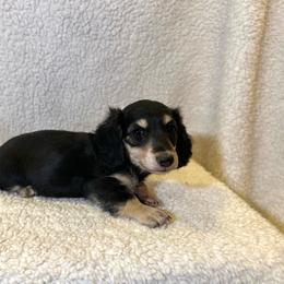 Amber - Black and cream female Dachshund puppy in Stilwell, Oklahoma from Mountain Top Dachshunds
