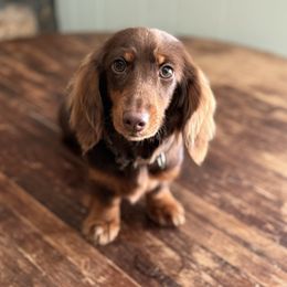 Maggie - Dachshund