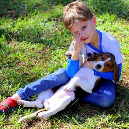 American Foxhound and American Staffordshire Terrier Puppies from Whitlow Kennel