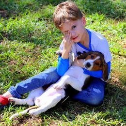 American Foxhound and American Staffordshire Terrier Puppies from Whitlow Kennel