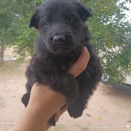 Teal - Black male German Shepherd puppy in Cochise, Arizona from Freiheit Von Himmel  Shepherds
