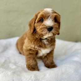 Gomez - Caramel male Australian Labradoodle puppy in Morgan Hill, California from Loving Labradoodle