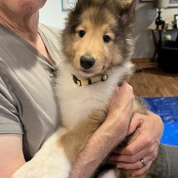 Collie Puppies from Rogue Valley Rough Collies