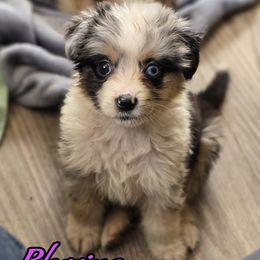 BLESSING - Blue merle female Australian Shepherd puppy in Albion, Michigan from Northern Lights Aussies (NL Aussies)