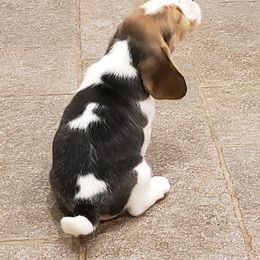 Beagle Puppies from Wilderness Beagles