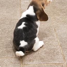 Beagle Puppies from Wilderness Beagles