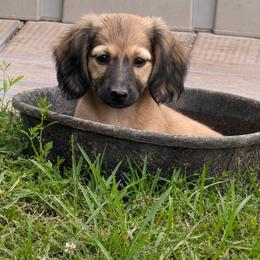 Patty - Cream female Dachshund puppy in Conway, Missouri from Ozark Mountain Kennel