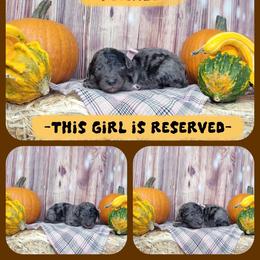 Maple - Merle female Goldendoodle puppy in Grabill, Indiana from Rose's Doodles