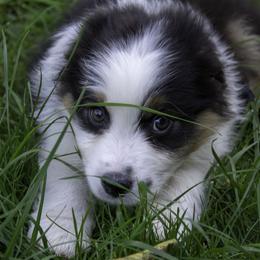 Australian Shepherd Puppies from Dovehawk Australian Shepherds