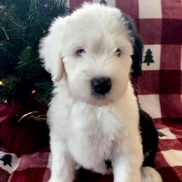 Ross - Blue gray and white male Old English Sheepdog puppy in Baltimore, Maryland from Misty Blue’s Old English Sheepdogs