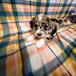 Aussiedoodle, Bernedoodle, and Poodle Puppies from Sis' Doodles & Poodles