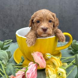 Dodger - Caramel female Australian Labradoodle puppy in Denton, Texas from Liberty Hill Labradoodles