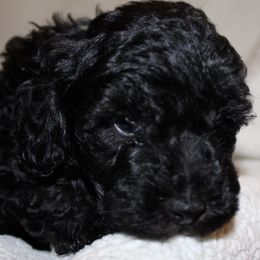 Australian Shepherds, Poodles, and Scottish Terriers from Not Of This World Aussies, Scottie’s, Poodles, & Doodles