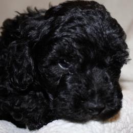 Australian Shepherds, Poodles, and Scottish Terriers from Not Of This World Aussies, Scottie’s, Poodles, & Doodles