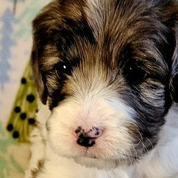 Cavalier King Charles Spaniels and Cavapoos from Tru Cuddle Pups