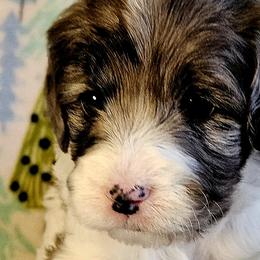 Cavalier King Charles Spaniels and Cavapoos from Tru Cuddle Pups