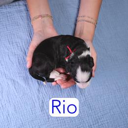 Rio - Black tri-color male Assorted Doodle Crosses puppy in Calhoun, Georgia from Happy Top Doodles