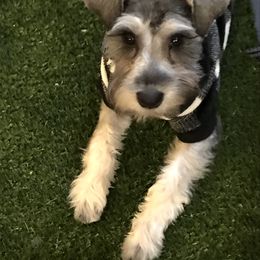 Daphne - Miniature Schnauzer