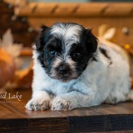 Sky - Parti female Schnoodle puppy in Grove, Oklahoma from Grand Lake Poodles & Doodles