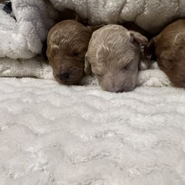 Poodle Puppies from J&K Kennels