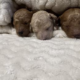 Poodle Puppies from J&K Kennels