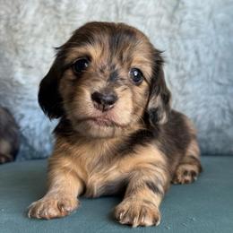 Hermione AKC 5000 - Dapple female Dachshund puppy in Krum, Texas from Tired Chef Dachshunds