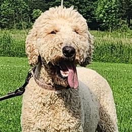 Goldendoodles from Samantha's Goldendoodles
