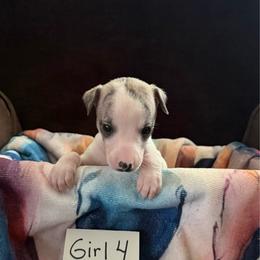 Girl 4 - White and fawn brindle female Whippet puppy in Williamsport, Pennsylvania from Willowisp Whippets